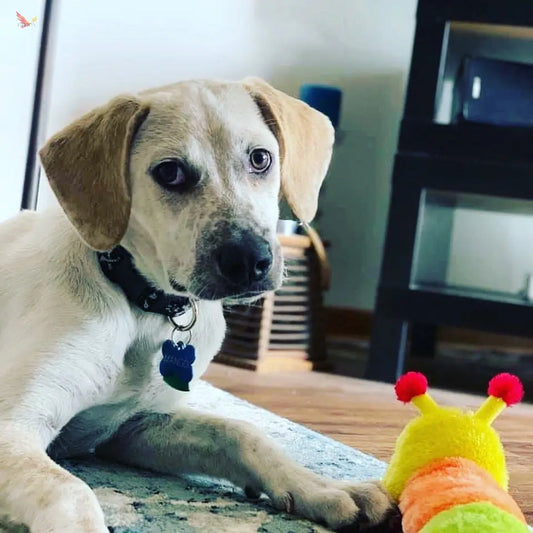 Protecting Your Pets: The Importance of Safe Candles PHYNIX Fire Candle Co.